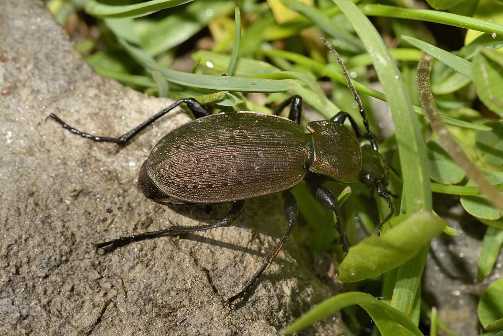 Quale Carabus? Carabus fairmairei